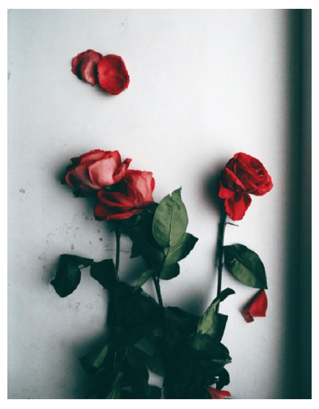 punased roosid valgel taustal